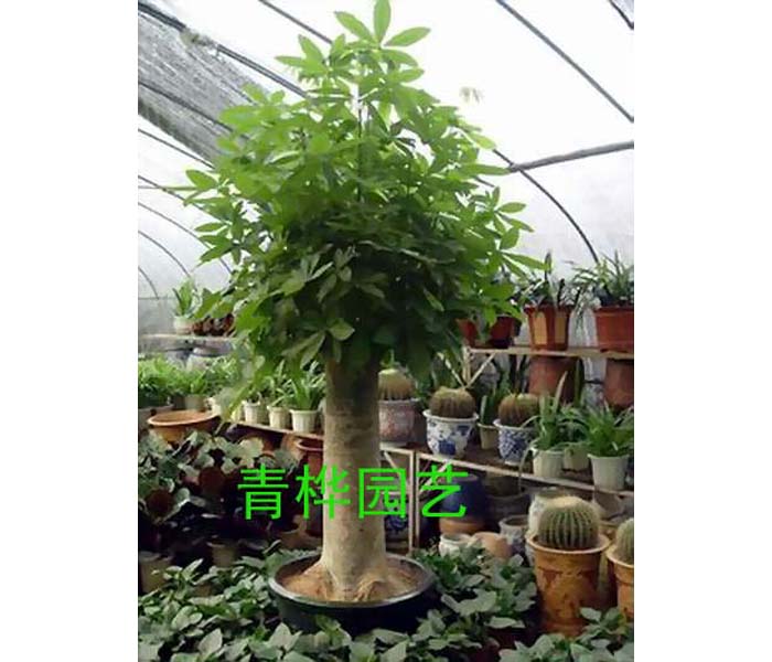 大单头发财树