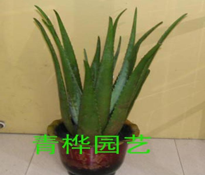 芦荟